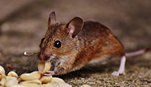 24 Hour & Emergency Exterminators in Omemee, ND